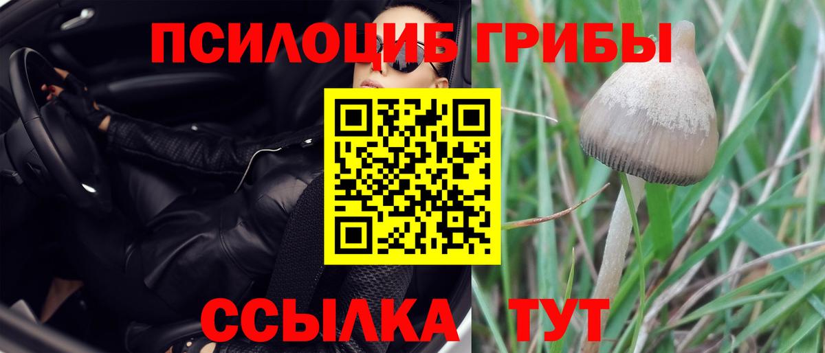 Галлюциногенные грибы Psilocybe Костомукша